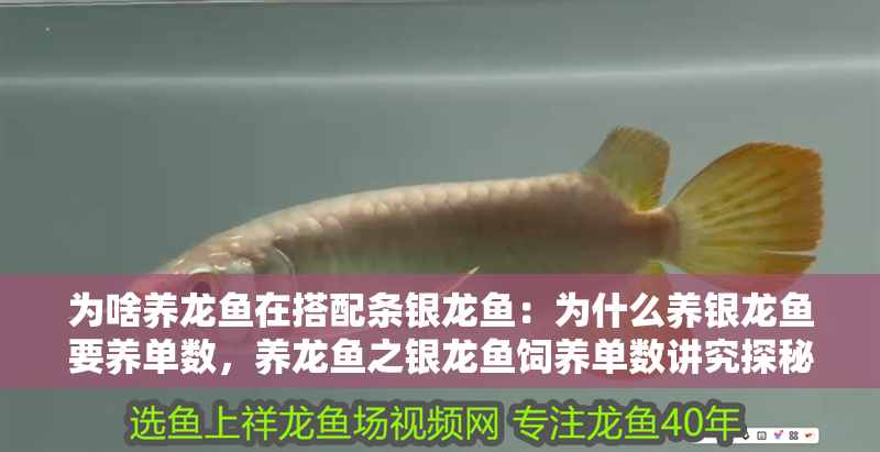為啥養(yǎng)龍魚(yú)在搭配條銀龍魚(yú)：為什么養(yǎng)銀龍魚(yú)要養(yǎng)單數(shù)，養(yǎng)龍魚(yú)之銀龍魚(yú)飼養(yǎng)單數(shù)講究探秘 為啥養(yǎng)龍魚(yú)在搭配條銀龍魚(yú)：為什么養(yǎng)銀龍魚(yú)要養(yǎng)單數(shù)，養(yǎng)龍魚(yú)之銀龍魚(yú)飼養(yǎng)單數(shù)講究探秘 水族問(wèn)答