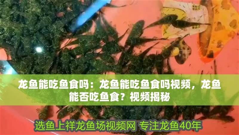 龍魚能吃魚食嗎：龍魚能吃魚食嗎視頻，龍魚能否吃魚食？視頻揭秘