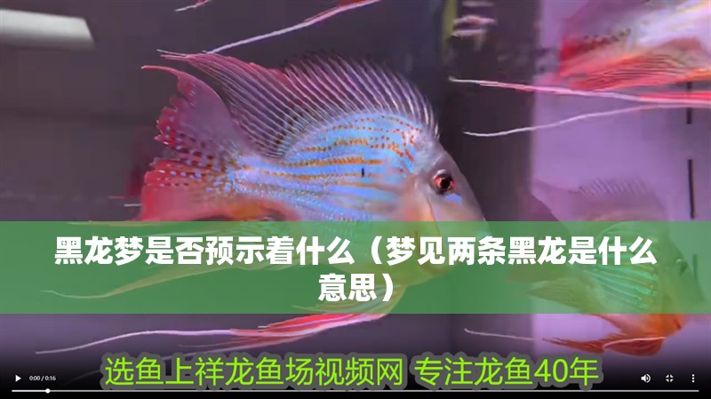 黑龍夢是否預示著什么（夢見兩條黑龍是什么意思）
