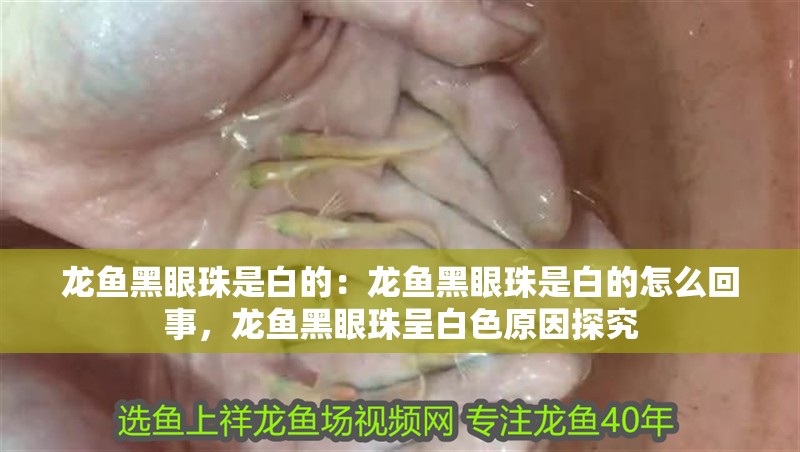 龍魚黑眼珠是白的：龍魚黑眼珠是白的怎么回事，龍魚黑眼珠呈白色原因探究