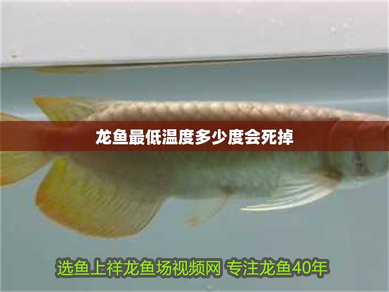龍魚最低溫度多少度會(huì)死掉
