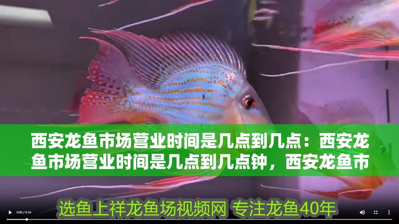 西安龍魚市場營業時間是幾點到幾點：西安龍魚市場營業時間是幾點到幾點鐘，西安龍魚市場營業時間全解析