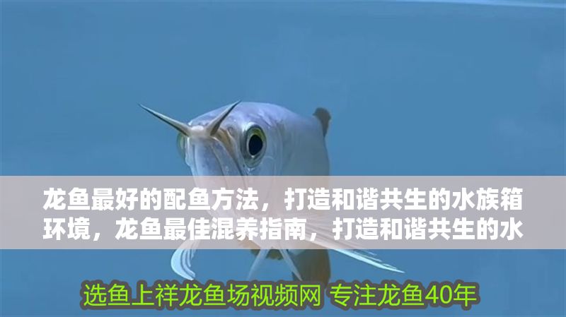 龍魚最好的配魚方法，打造和諧共生的水族箱環境，龍魚最佳混養指南，打造和諧共生的水族箱環境