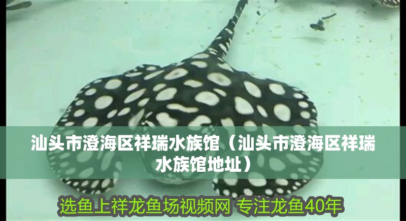 汕頭市澄海區(qū)祥瑞水族館（汕頭市澄海區(qū)祥瑞水族館地址）