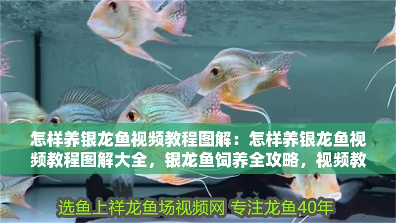 怎樣養(yǎng)銀龍魚視頻教程圖解：怎樣養(yǎng)銀龍魚視頻教程圖解大全，銀龍魚飼養(yǎng)全攻略，視頻教程+圖解大全