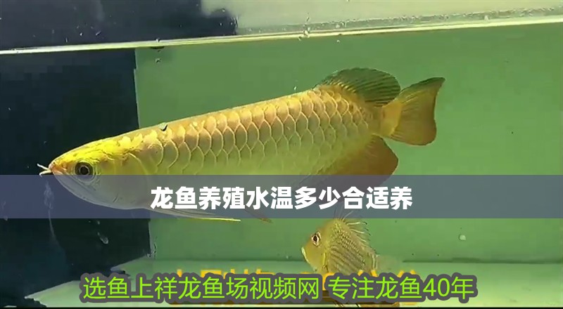 龍魚養(yǎng)殖水溫多少合適養(yǎng)