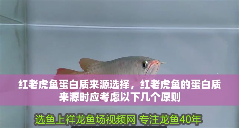 紅老虎魚(yú)蛋白質(zhì)來(lái)源選擇，紅老虎魚(yú)的蛋白質(zhì)來(lái)源時(shí)應(yīng)考慮以下幾個(gè)原則