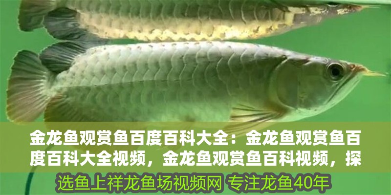 金龍魚觀賞魚百度百科大全：金龍魚觀賞魚百度百科大全視頻，金龍魚觀賞魚百科視頻，探秘水中瑰寶