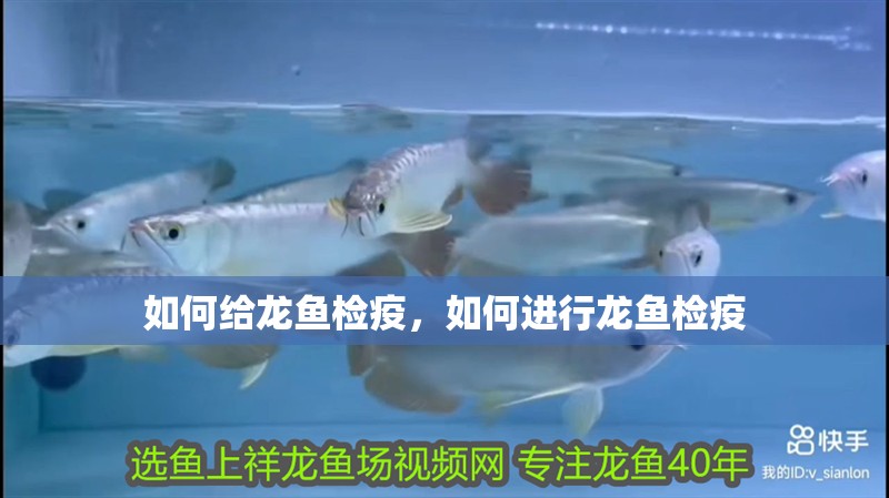 如何給龍魚檢疫，如何進(jìn)行龍魚檢疫