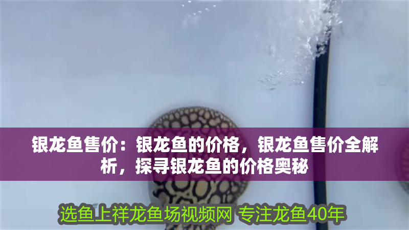 銀龍魚售價：銀龍魚的價格，銀龍魚售價全解析，探尋銀龍魚的價格奧秘 銀龍魚售價：銀龍魚的價格，銀龍魚售價全解析，探尋銀龍魚的價格奧秘 水族問答