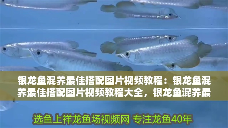 銀龍魚混養(yǎng)最佳搭配圖片視頻教程：銀龍魚混養(yǎng)最佳搭配圖片視頻教程大全，銀龍魚混養(yǎng)最佳搭配全攻略，圖文視頻詳解 銀龍魚混養(yǎng)最佳搭配圖片視頻教程：銀龍魚混養(yǎng)最佳搭配圖片視頻教程大全，銀龍魚混養(yǎng)最佳搭配全攻略，圖文視頻詳解 水族問答