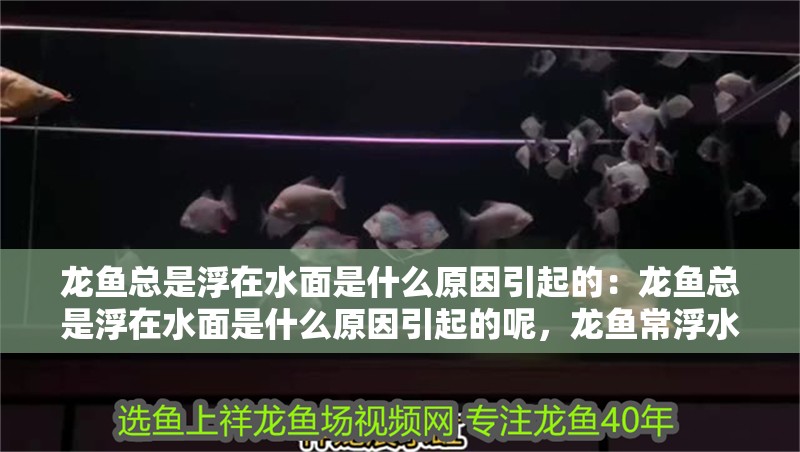 龍魚總是浮在水面是什么原因引起的：龍魚總是浮在水面是什么原因引起的呢，龍魚常浮水面原因探究，多因素致此現象