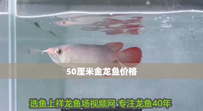 50厘米金龍魚價格 50厘米金龍魚價格 龍魚百科 第1張