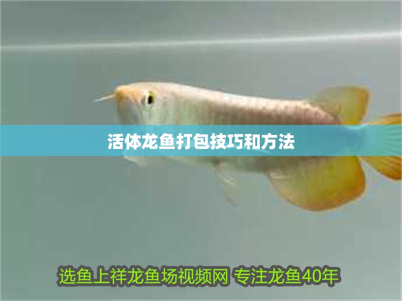 活體龍魚(yú)打包技巧和方法