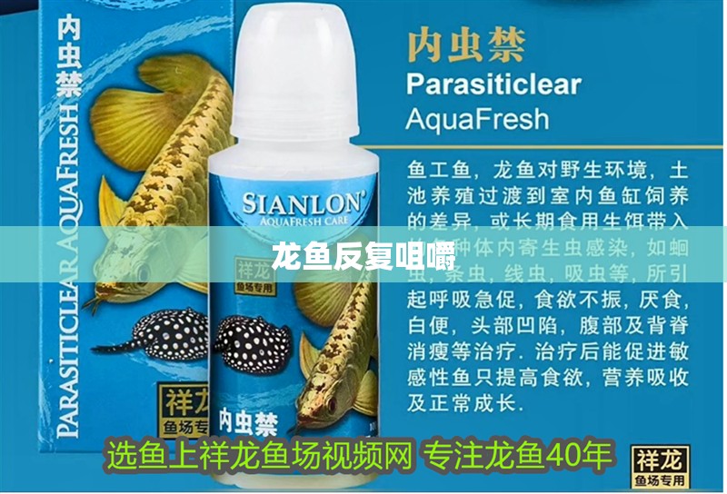 龍魚反復(fù)咀嚼