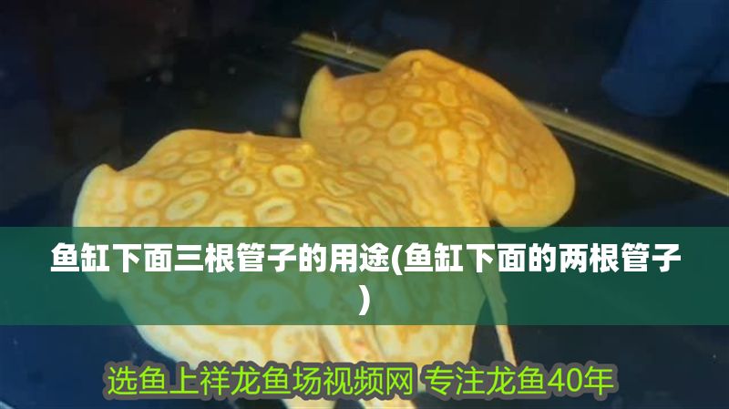 魚缸下面三根管子的用途(魚缸下面的兩根管子)