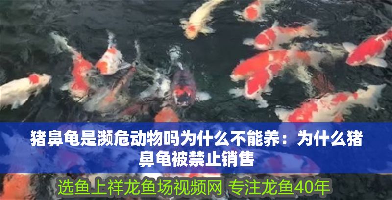 豬鼻龜是瀕危動物嗎為什么不能養：為什么豬鼻龜被禁止銷售