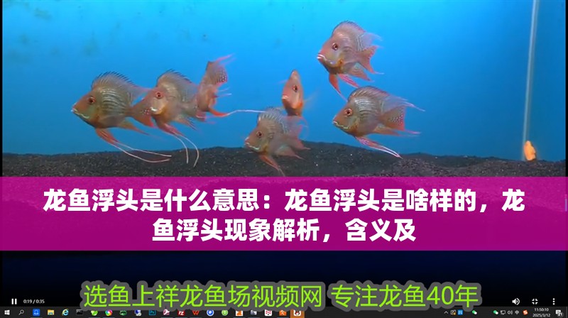 龍魚浮頭是什么意思：龍魚浮頭是啥樣的，龍魚浮頭現象解析，含義及 龍魚浮頭是什么意思：龍魚浮頭是啥樣的，龍魚浮頭現象解析，含義及 水族問答