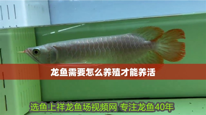 龍魚(yú)需要怎么養(yǎng)殖才能養(yǎng)活 龍魚(yú)需要怎么養(yǎng)殖才能養(yǎng)活 龍魚(yú)百科 第2張