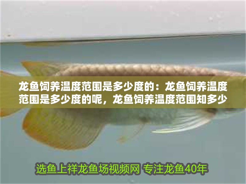 龍魚飼養溫度范圍是多少度的:龍魚飼養溫度范圍是多少度的呢,龍魚飼養溫度范圍知多少? 水族問答 龍魚飼養溫度范圍是多少度的:龍魚飼養溫度范圍是多少度的呢,龍魚飼養溫度范圍知多少? 龍魚飼養溫度范圍是多少度的:龍魚飼養溫度范圍是多少度的呢,龍魚飼養溫度范圍知多少? 水族問答
