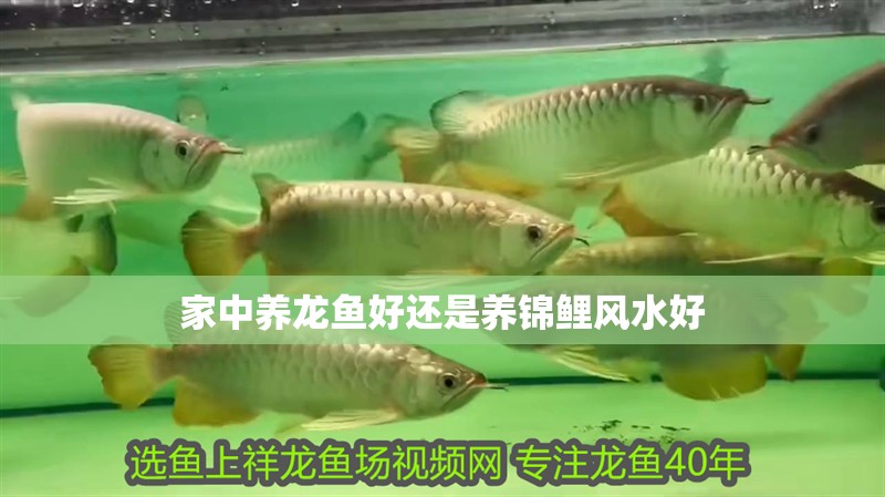 家中養(yǎng)龍魚好還是養(yǎng)錦鯉風水好