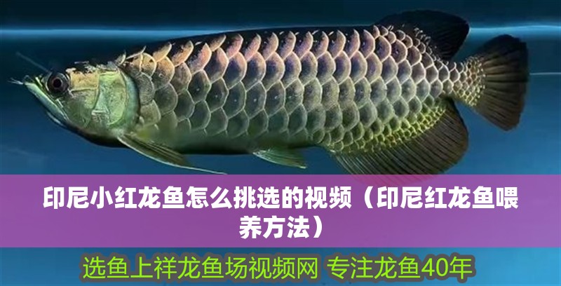 印尼小紅龍魚怎么挑選的視頻（印尼紅龍魚喂養方法）