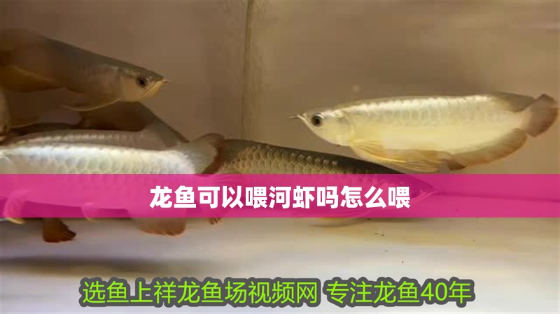 龍魚可以喂河蝦嗎怎么喂 龍魚可以喂河蝦嗎怎么喂 龍魚百科 第2張
