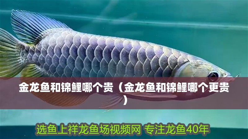 金龍魚和錦鯉哪個貴（金龍魚和錦鯉哪個更貴）