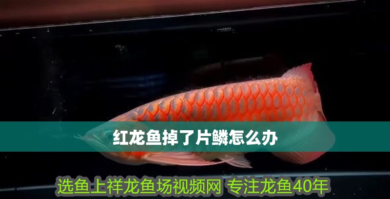 紅龍魚掉了片鱗怎么辦