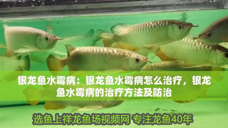 銀龍魚水霉病：銀龍魚水霉病怎么治療，銀龍魚水霉病的治療方法及防治