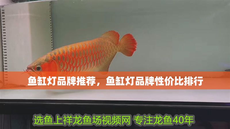 魚缸燈品牌推薦，魚缸燈品牌性價比排行 魚缸燈品牌推薦，魚缸燈品牌性價比排行 魚缸百科 第2張