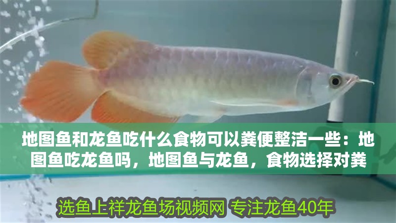 地圖魚和龍魚吃什么食物可以糞便整潔一些：地圖魚吃龍魚嗎，地圖魚與龍魚，食物選擇對糞便影響及二者關系