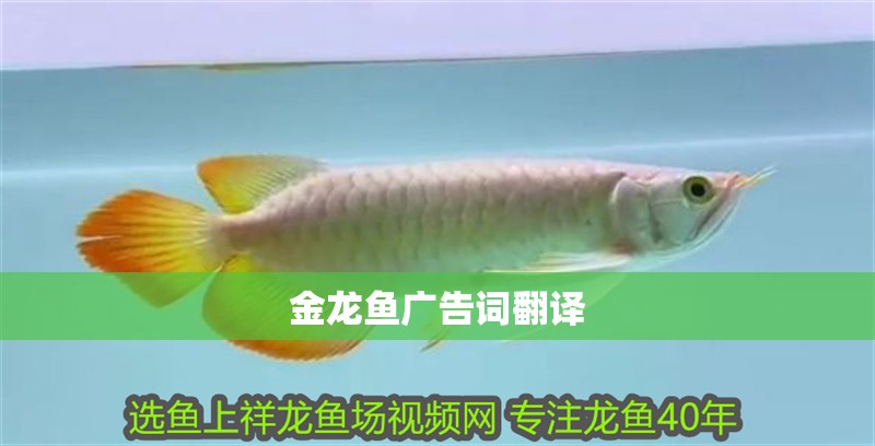 金龍魚廣告詞翻譯