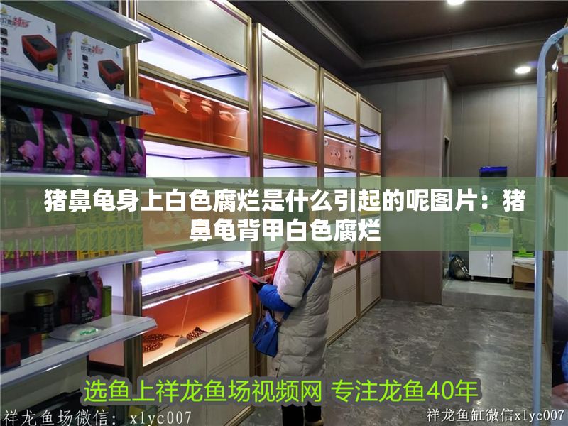 豬鼻龜身上白色腐爛是什么引起的呢圖片：豬鼻龜背甲白色腐爛