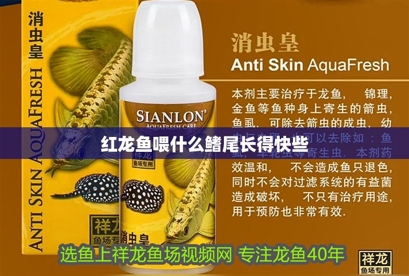 紅龍魚喂什么鰭尾長得快些 紅龍魚喂什么鰭尾長得快些 龍魚百科 第4張