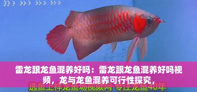 雷龍跟龍魚混養好嗎:雷龍跟龍魚混養好嗎視頻,龍與龍魚混養可行性探究, 水族問答 雷龍跟龍魚混養好嗎:雷龍跟龍魚混養好嗎視頻,龍與龍魚混養可行性探究, 雷龍跟龍魚混養好嗎:雷龍跟龍魚混養好嗎視頻,龍與龍魚混養可行性探究, 水族問答