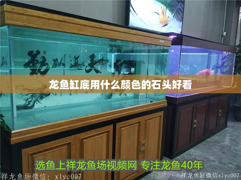 幻彩紅寶石雷龍魚苗圖片：幻彩紅寶石雷龍怎么樣，幻彩紅寶石雷龍魚苗圖鑒，探秘其獨特魅力與養殖要點