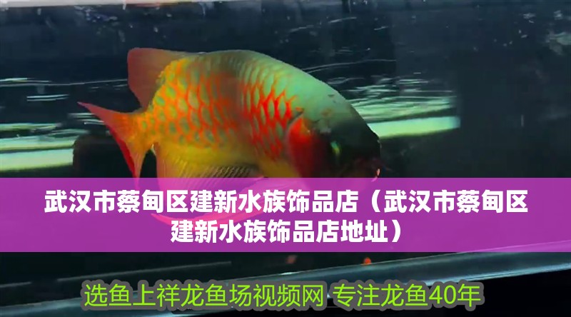 武漢市蔡甸區建新水族飾品店（武漢市蔡甸區建新水族飾品店地址） 武漢市蔡甸區建新水族飾品店（武漢市蔡甸區建新水族飾品店地址） 全國水族館企業名錄 第2張