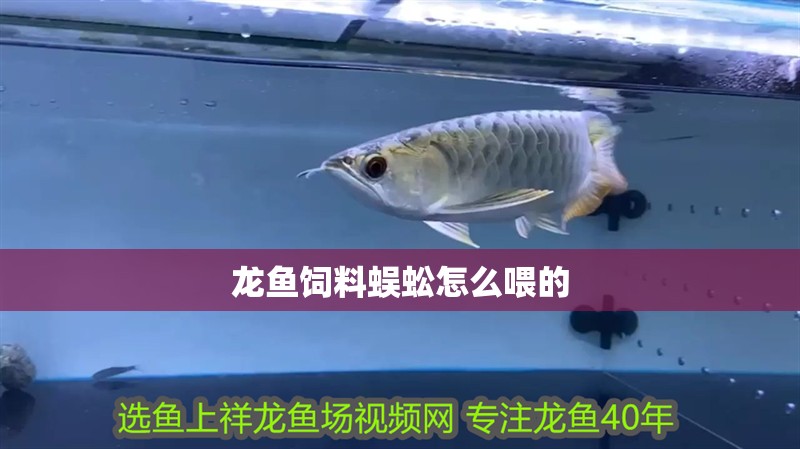 龍魚飼料蜈蚣怎么喂的