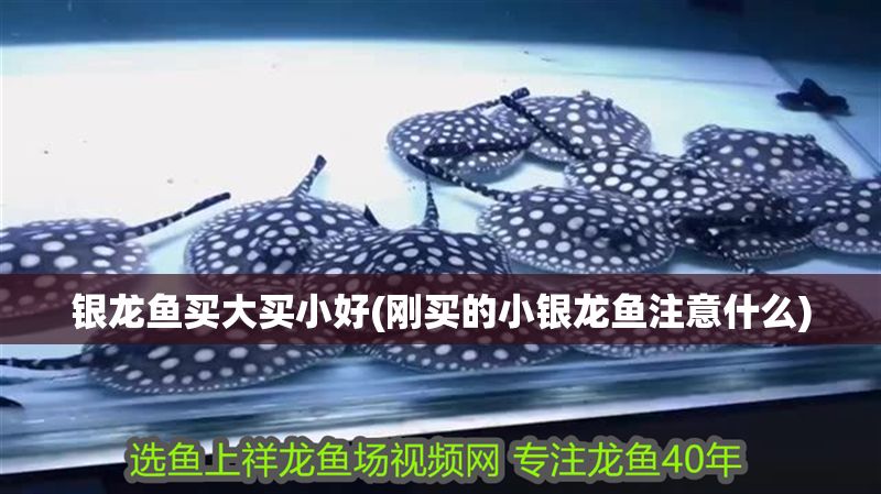 銀龍魚買大買小好(剛買的小銀龍魚注意什么)