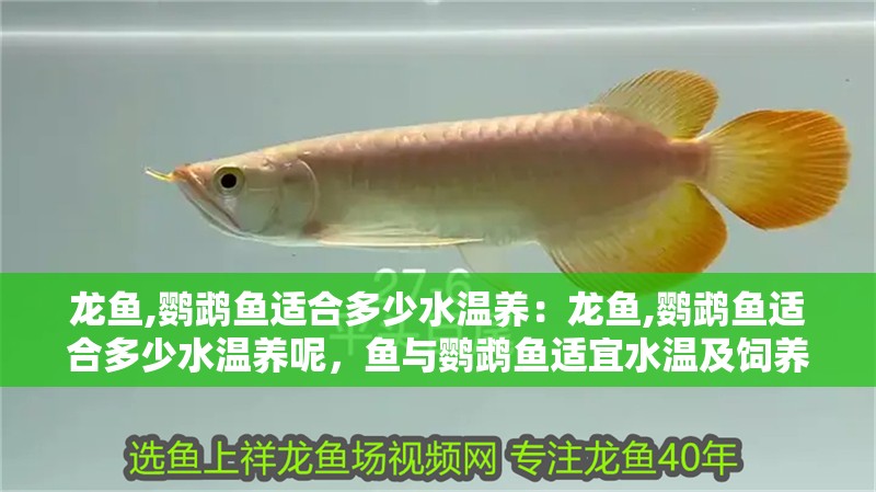 龍魚,鸚鵡魚適合多少水溫養：龍魚,鸚鵡魚適合多少水溫養呢，魚與鸚鵡魚適宜水溫及飼養要點