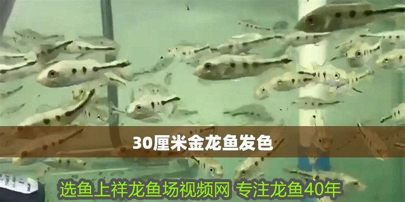 30厘米金龍魚發色