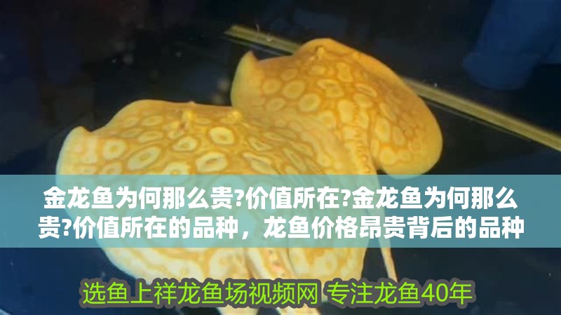 金龍魚為何那么貴?價值所在?金龍魚為何那么貴?價值所在的品種，龍魚價格昂貴背后的品種價值探秘