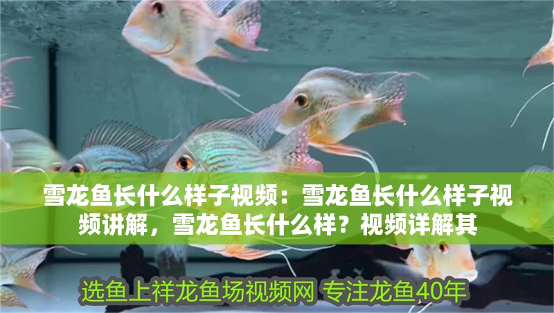 雪龍魚長(zhǎng)什么樣子視頻：雪龍魚長(zhǎng)什么樣子視頻講解，雪龍魚長(zhǎng)什么樣？視頻詳解其