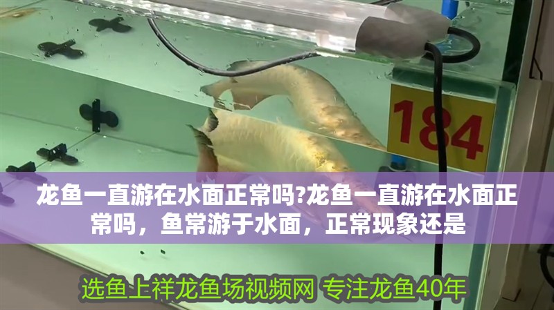 龍魚一直游在水面正常嗎?龍魚一直游在水面正常嗎，魚常游于水面，正常現(xiàn)象還是 龍魚一直游在水面正常嗎?龍魚一直游在水面正常嗎，魚常游于水面，正常現(xiàn)象還是 水族問答