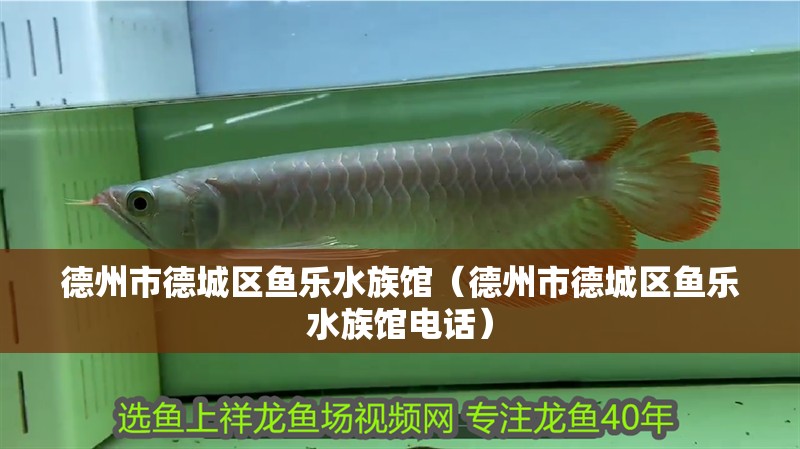 德州市德城區魚樂水族館（德州市德城區魚樂水族館電話）