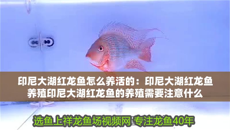 印尼大湖紅龍魚怎么養活的：印尼大湖紅龍魚養殖印尼大湖紅龍魚的養殖需要注意什么