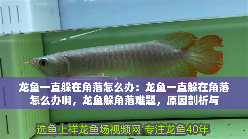 龍魚一直躲在角落怎么辦：龍魚一直躲在角落怎么辦啊，龍魚躲角落難題，原因剖析與