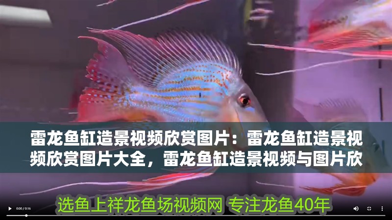 雷龍魚缸造景視頻欣賞圖片：雷龍魚缸造景視頻欣賞圖片大全，雷龍魚缸造景視頻與圖片欣賞 雷龍魚缸造景視頻欣賞圖片：雷龍魚缸造景視頻欣賞圖片大全，雷龍魚缸造景視頻與圖片欣賞 水族問答