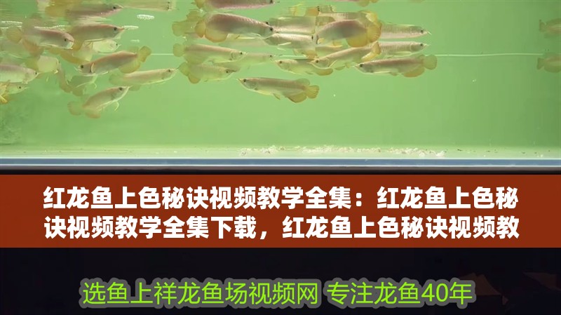 [2025]鴿子眼36厘米古典藍底過背：36厘米古典藍底過背